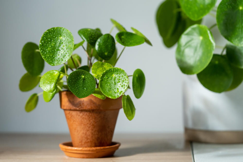 Jeune plante pilea peperomioides dans un pot en terre cuite avec des gouttes d'eau sur ses feuilles rondes