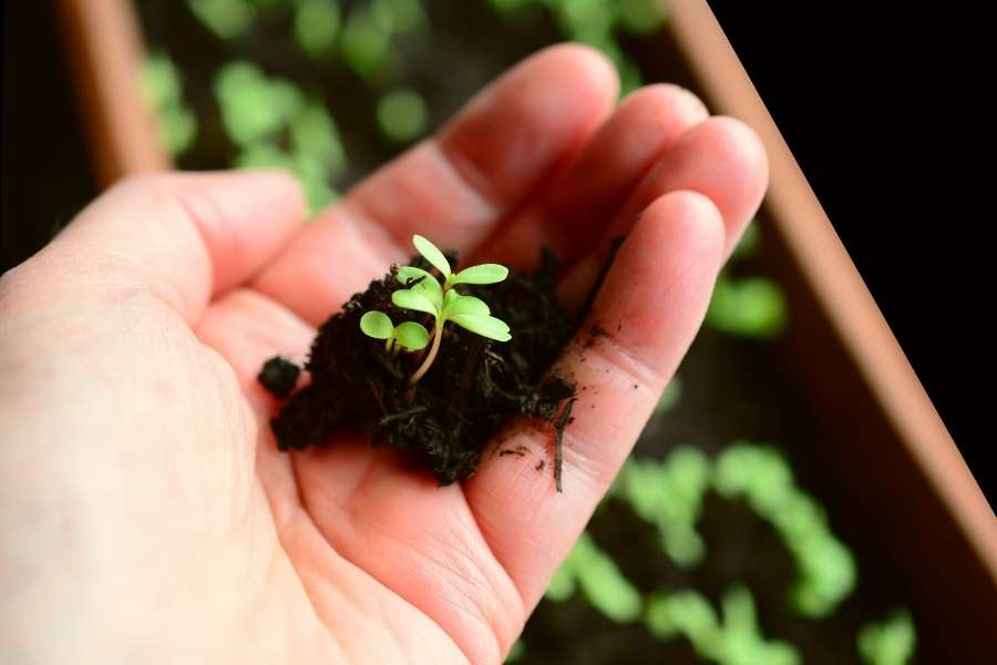 Une main tient délicatement de jeunes pousses de fleurs à semer avec une motte de terre, au-dessus d'un bac de culture flou.